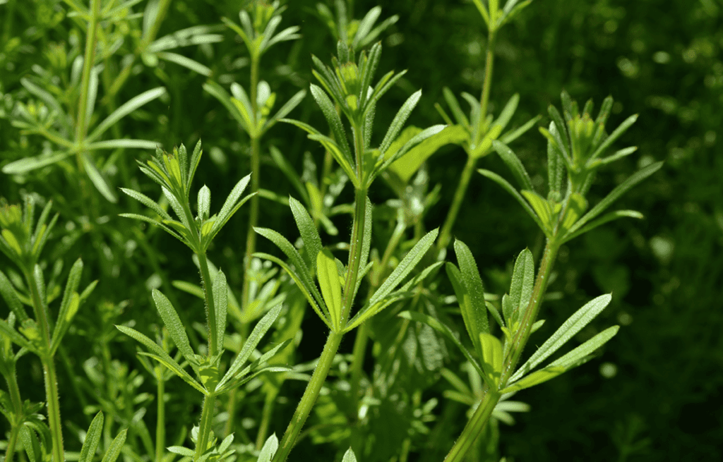 cleavers alteratives