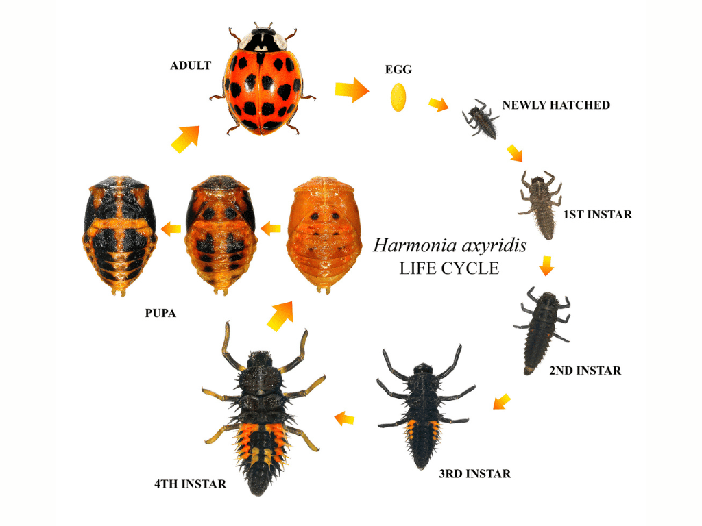 diagram of ladybug lifecycle
