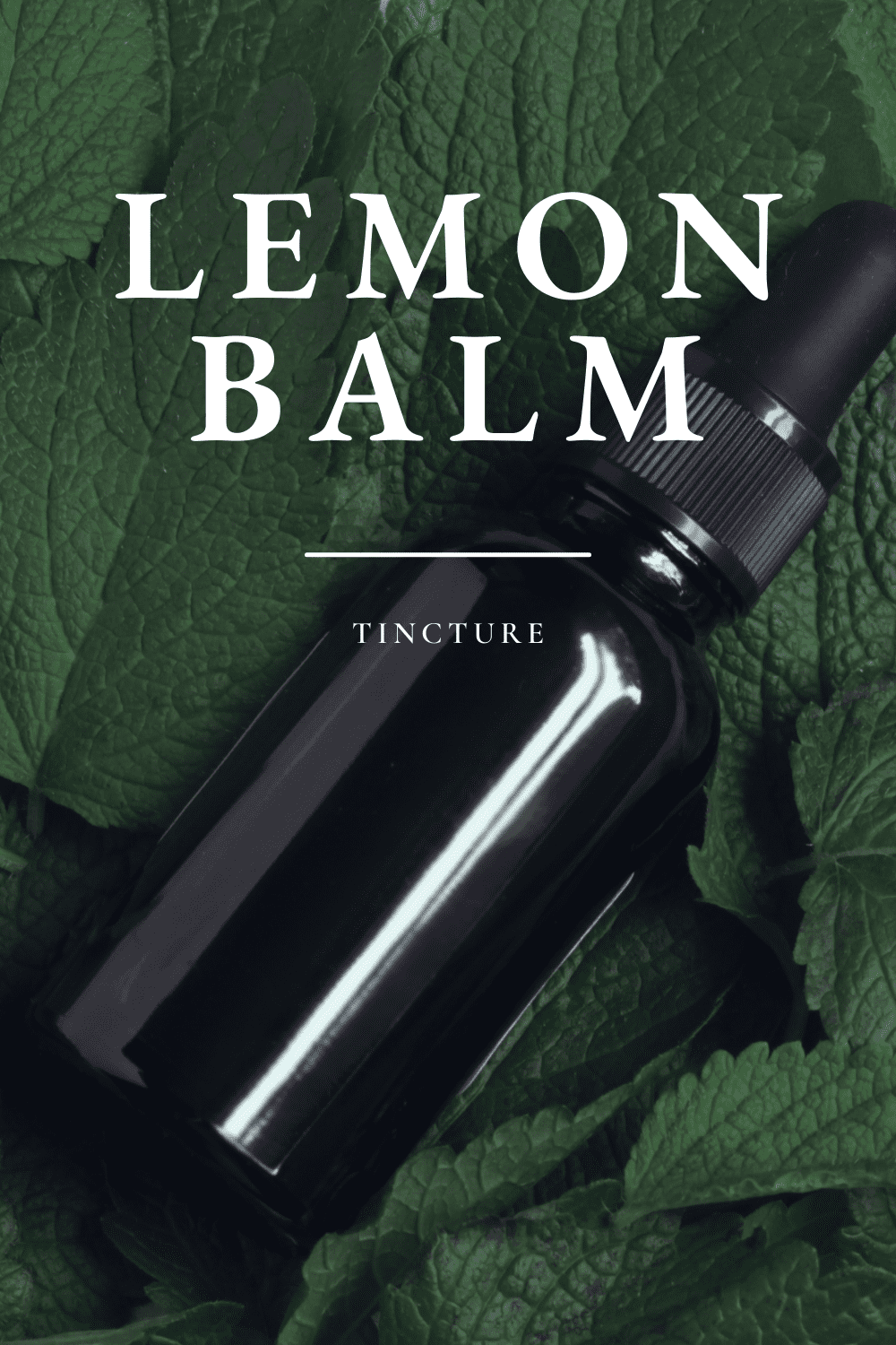 How to Make a Lemon Balm Tincture Herby Gardens