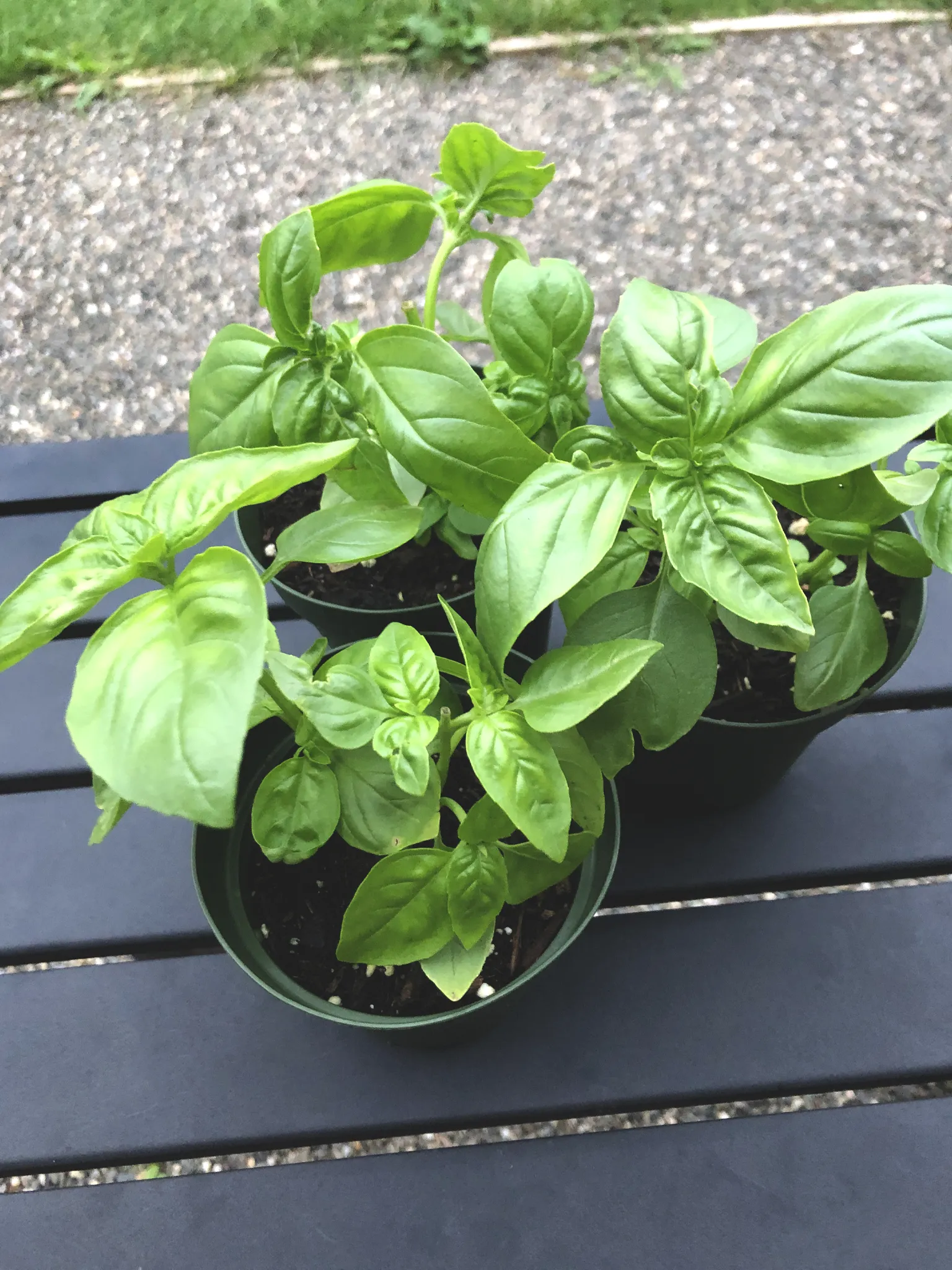 Several basil plants in pots ready to transplant into tomato garden beds.