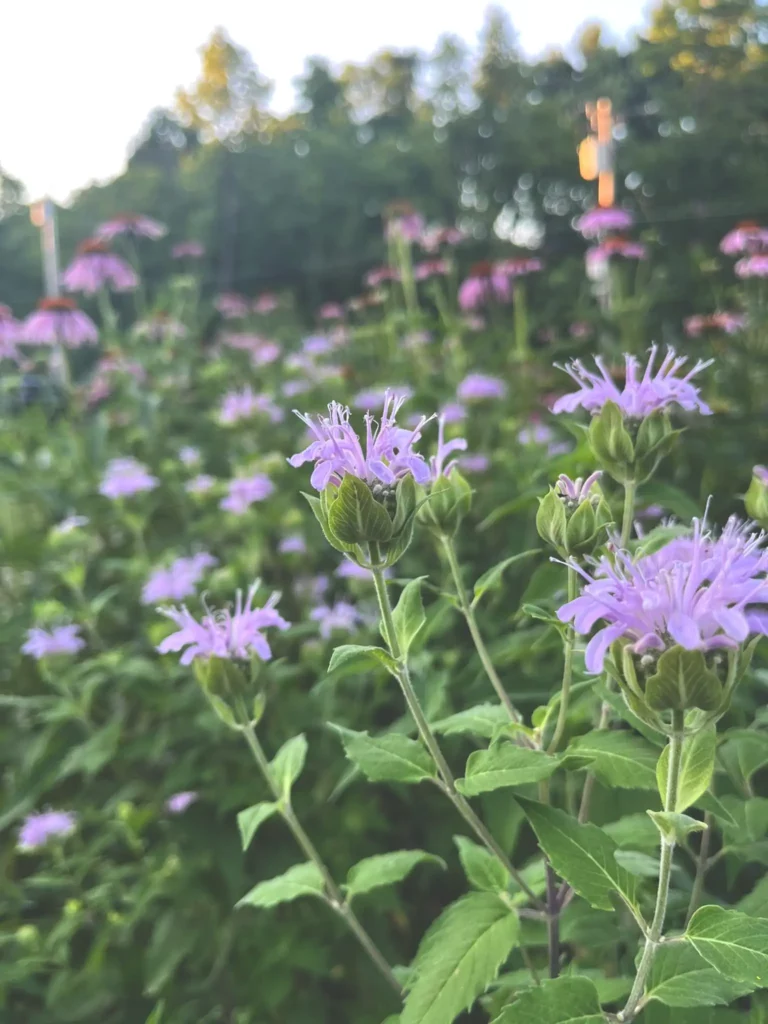 Bee balm flowers in a vegetable garden