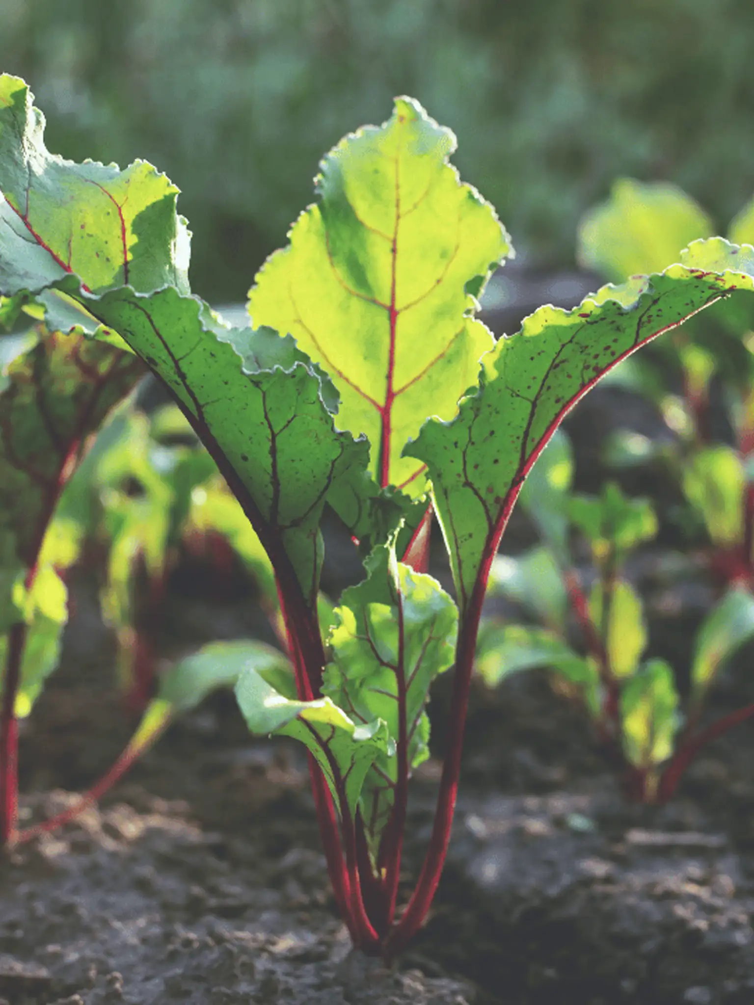 Beets growing in a vegetable garden