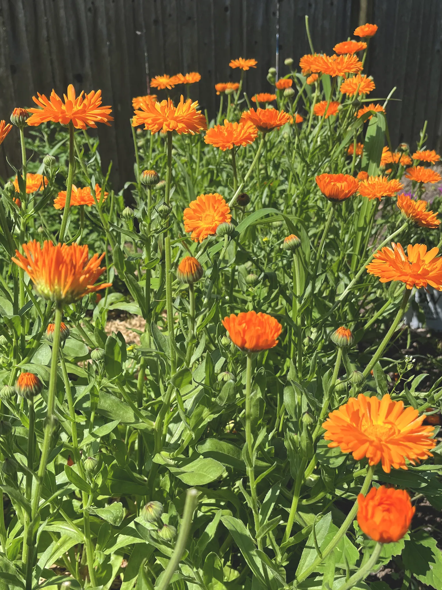 Calendula flowers in a garden