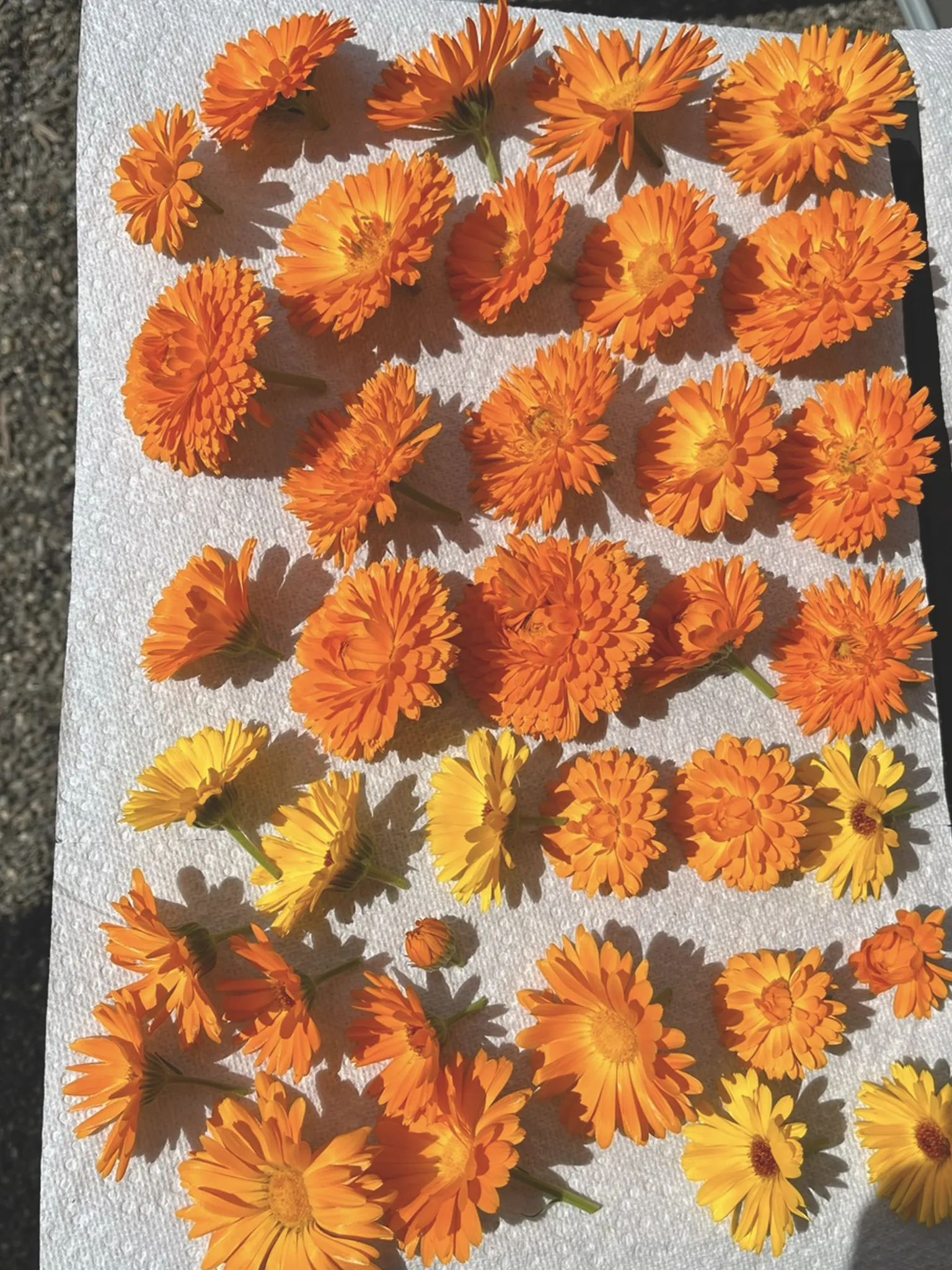 Calendula flowers drying on a table outside.