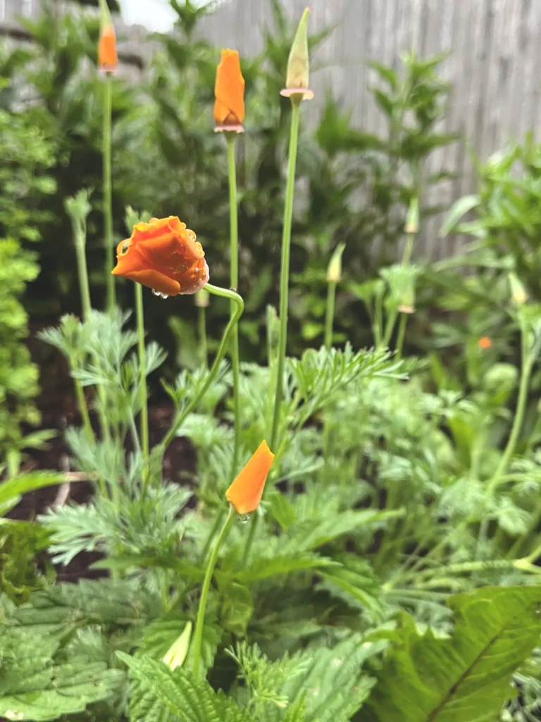 California poppy flowers