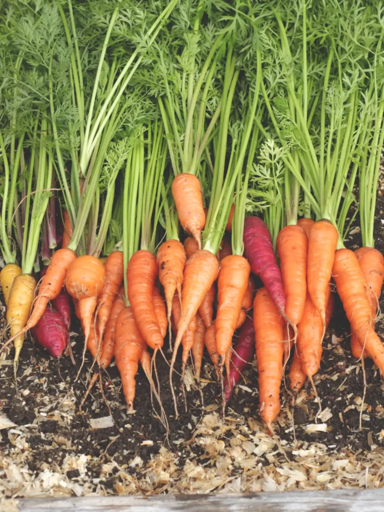 Fall carrot harvest from vegetable garden