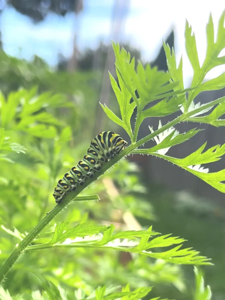 Eastern Swallowtail caterpillar on carrot tops