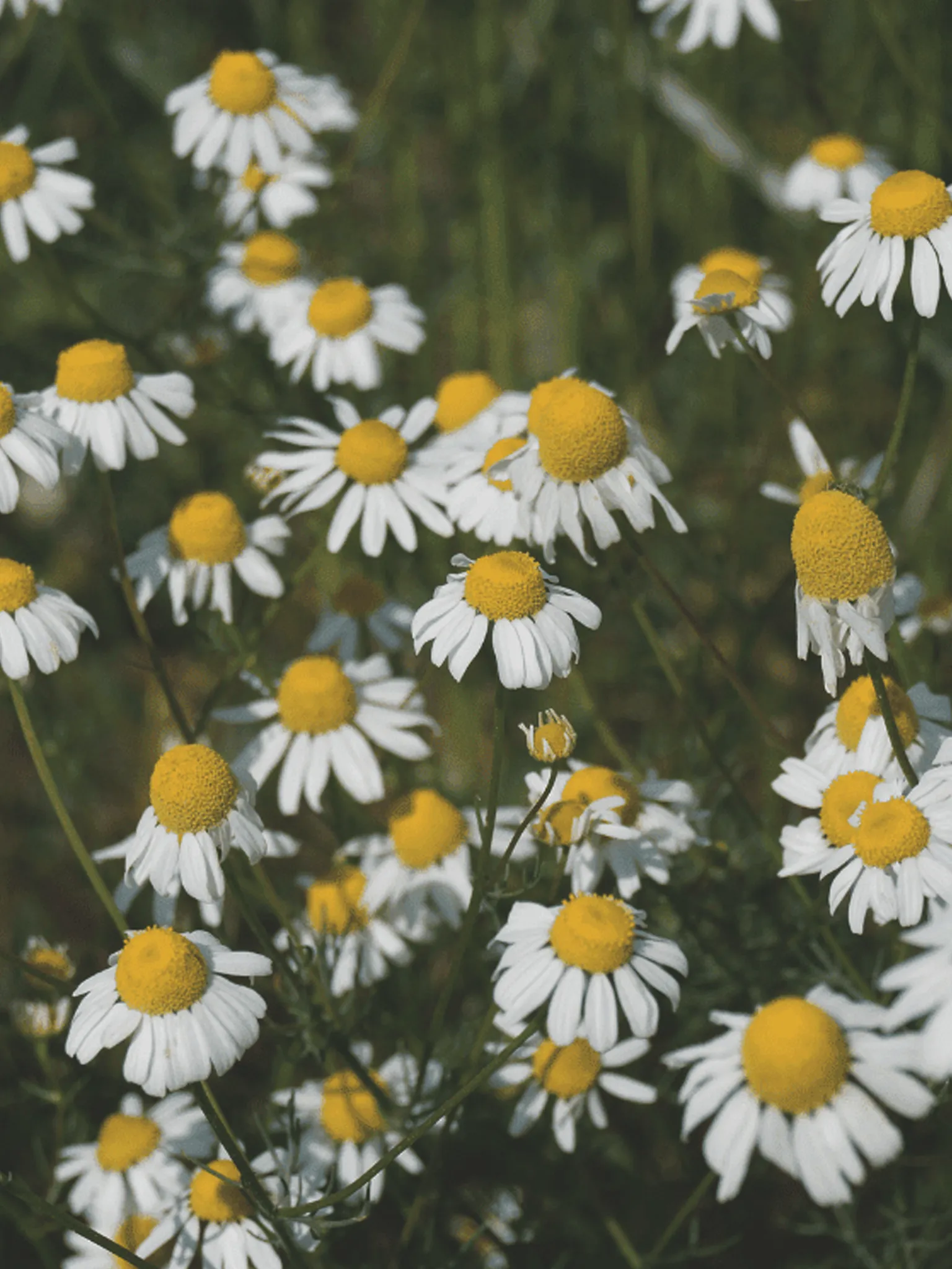 Chamomile flowers in a garden