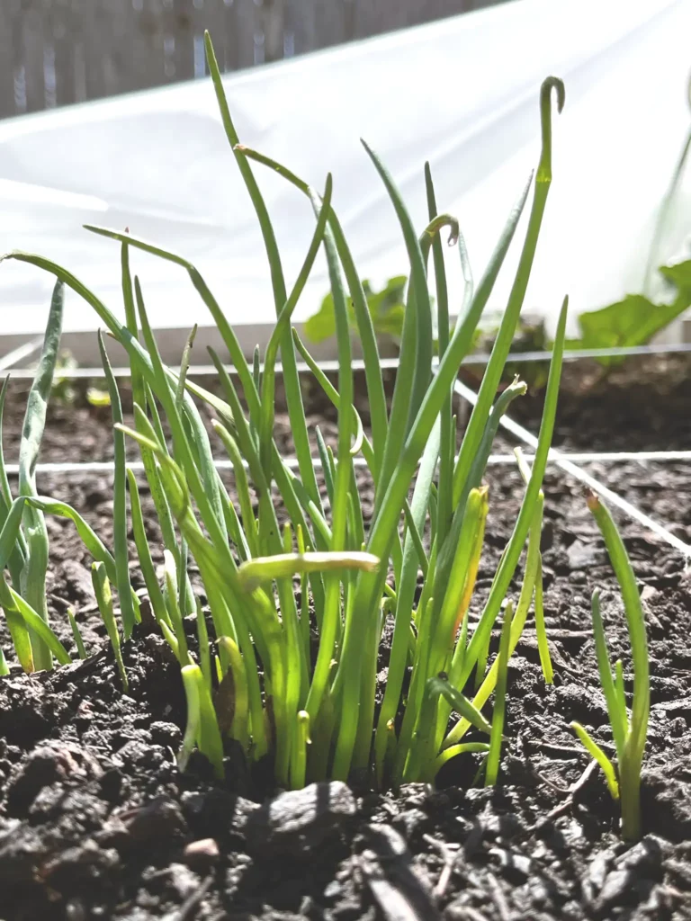 Chives in a spring garden