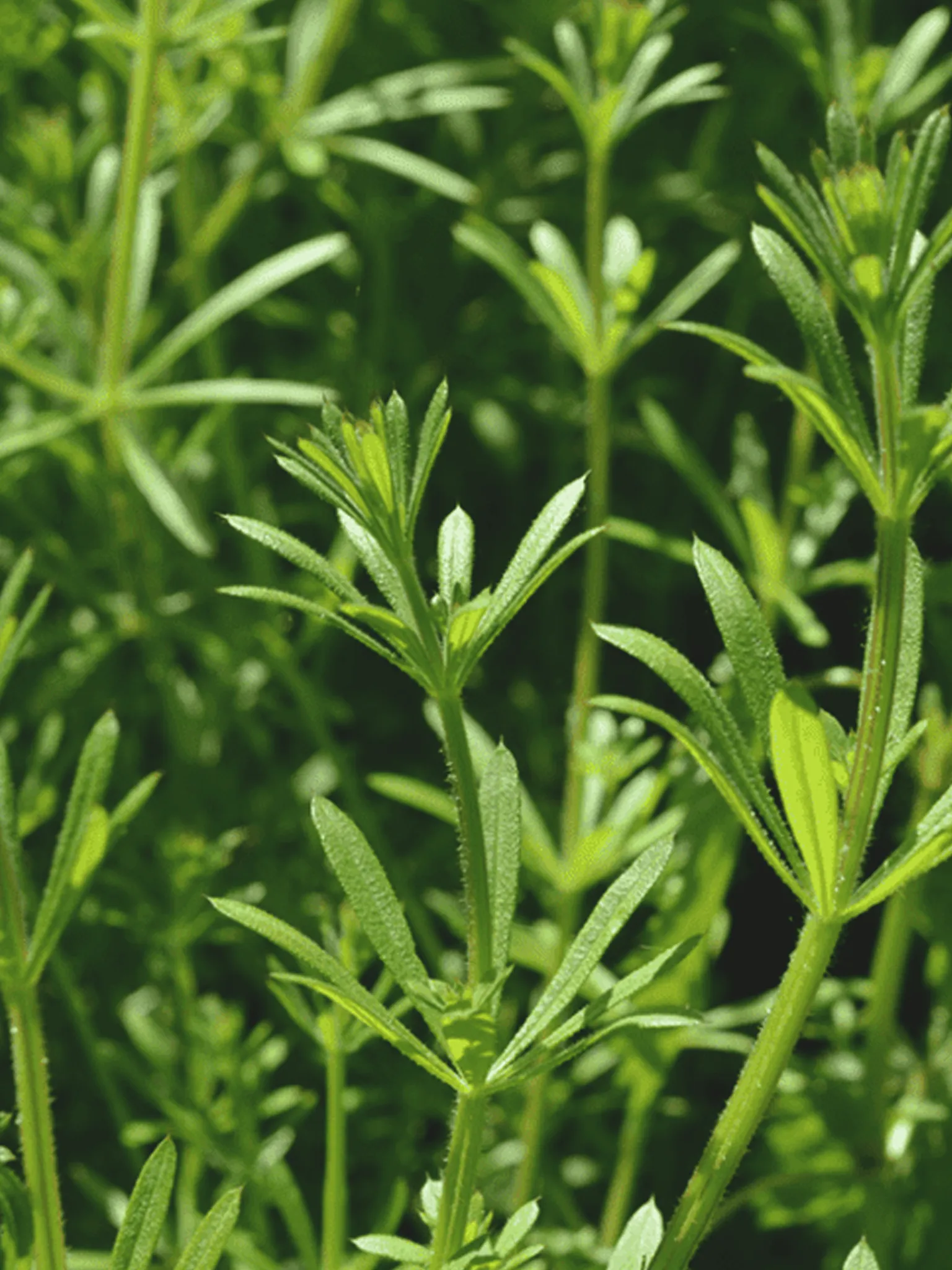 Close up of cleavers, a healing weed, in a garden.