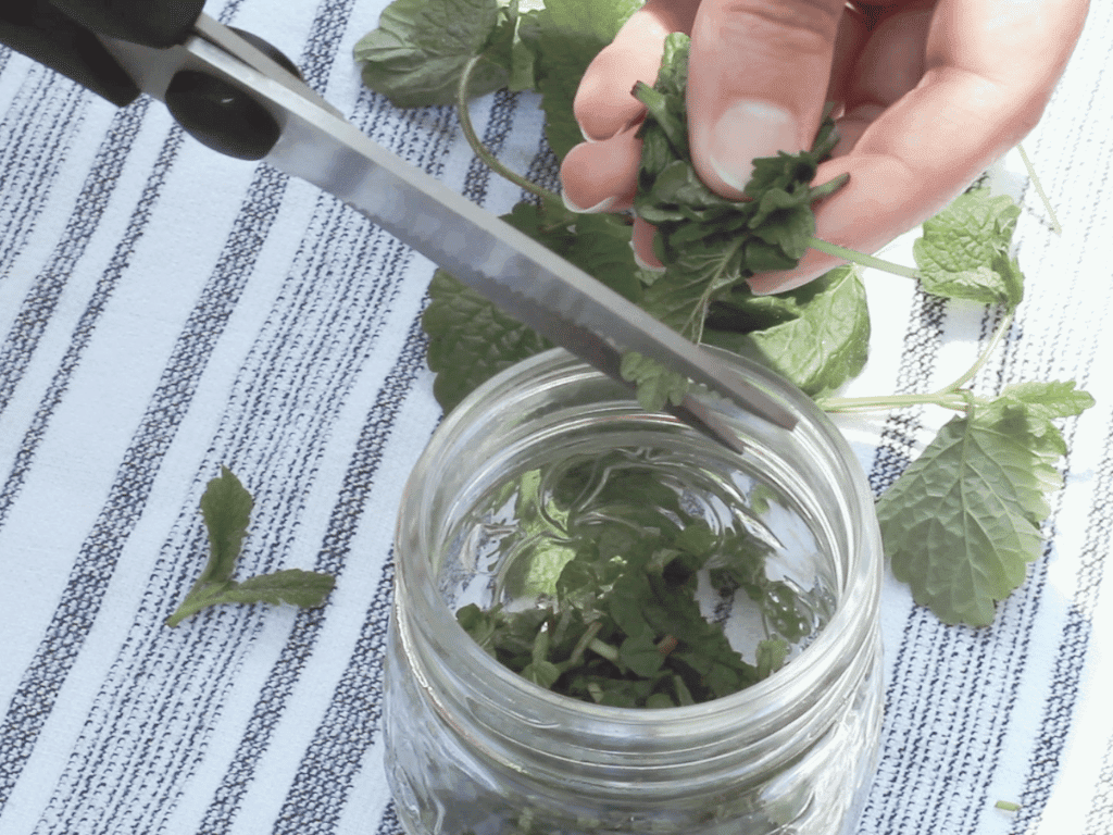 Cutting lemon balm leaves into glass jar