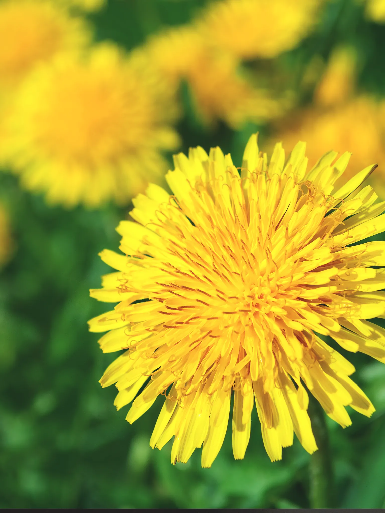 Dandelion flower in a yard