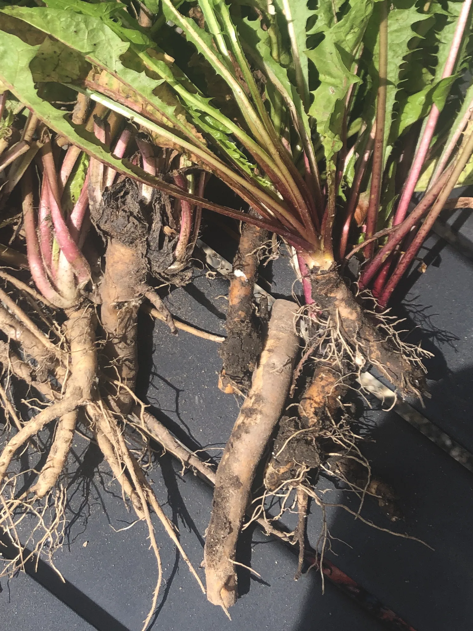 Freshly dug up dandelion roots caked in soil laying on a table.