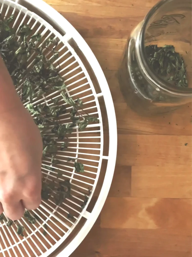 Drying peppermint leaves in a dehydrator