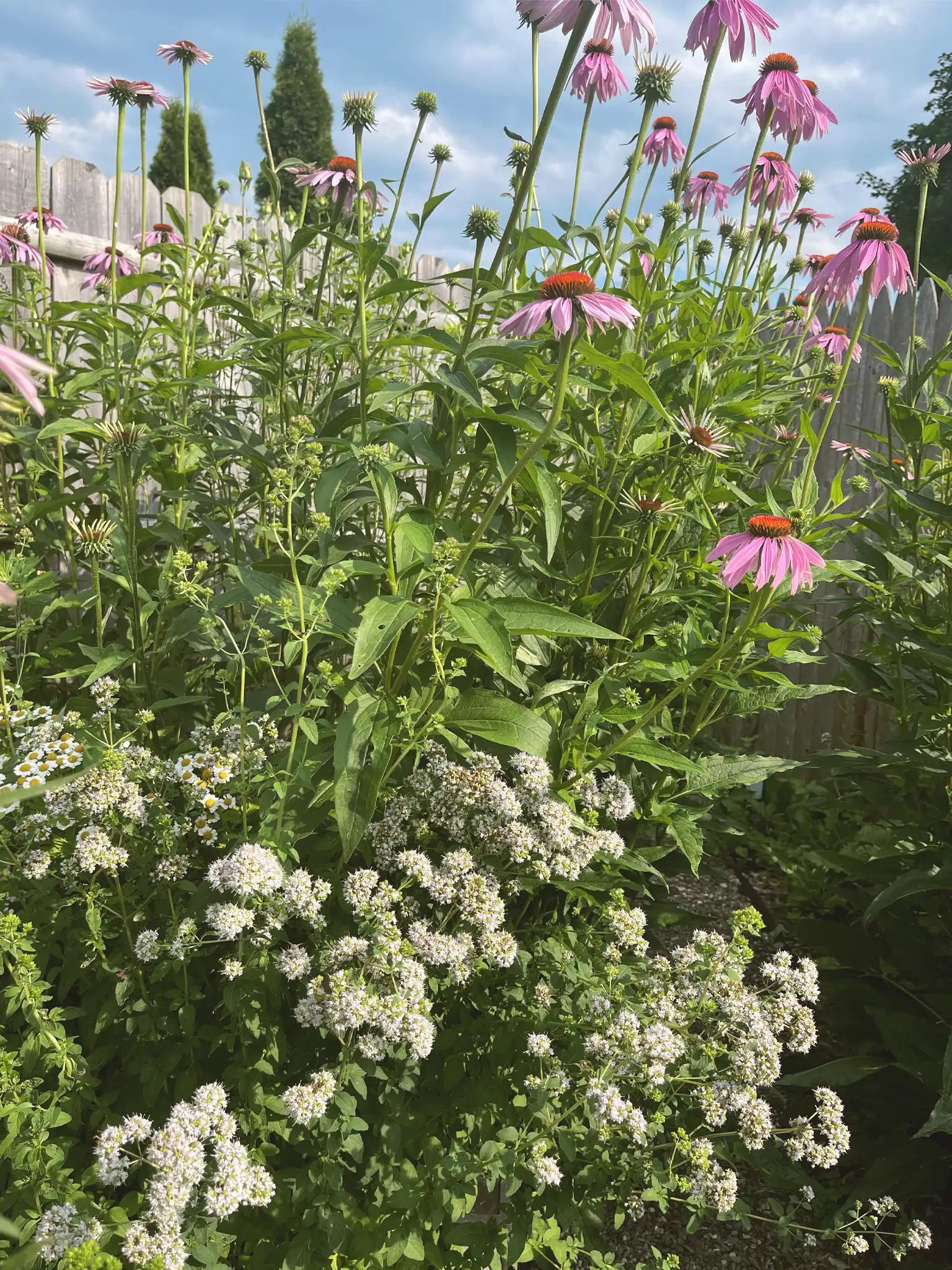 Echinacea and Oregano Flowers