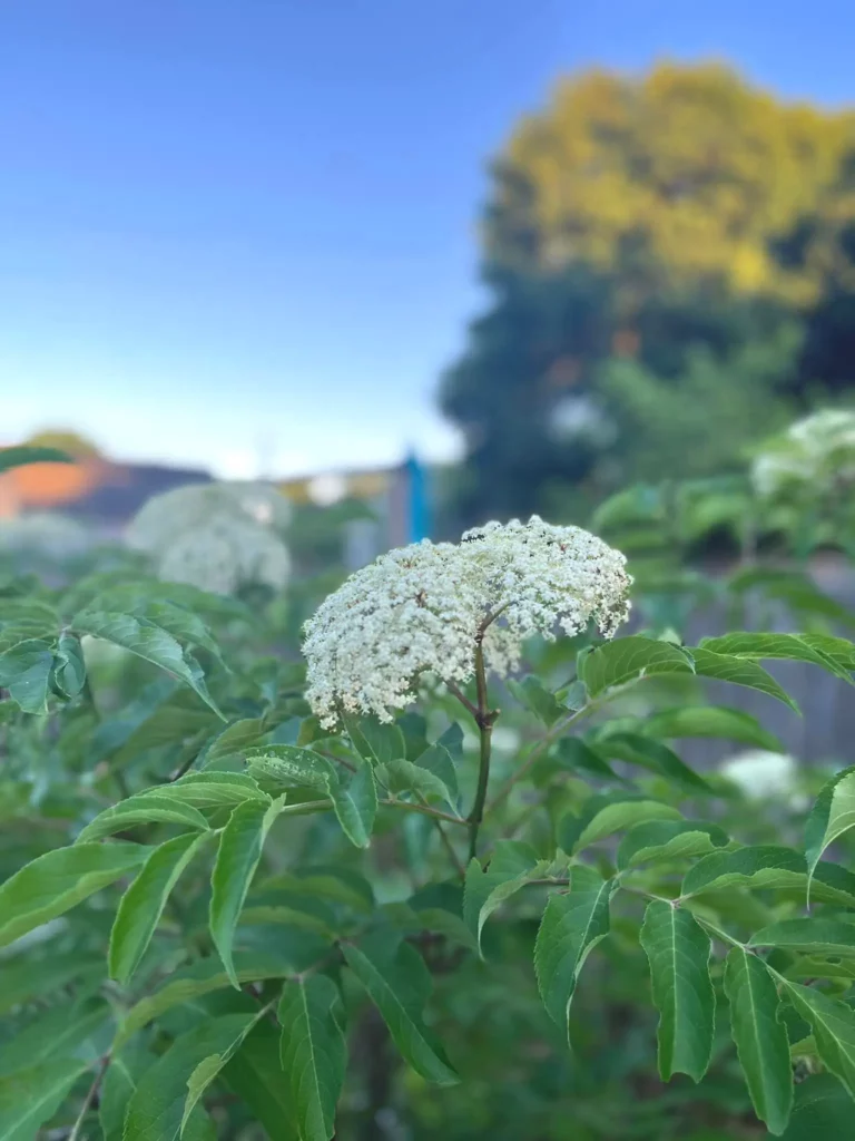 Elder flowers in bloom at Herby Gardens