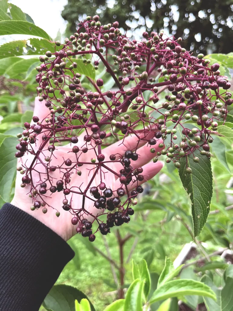 Elderberries ripening on the American Elderberry