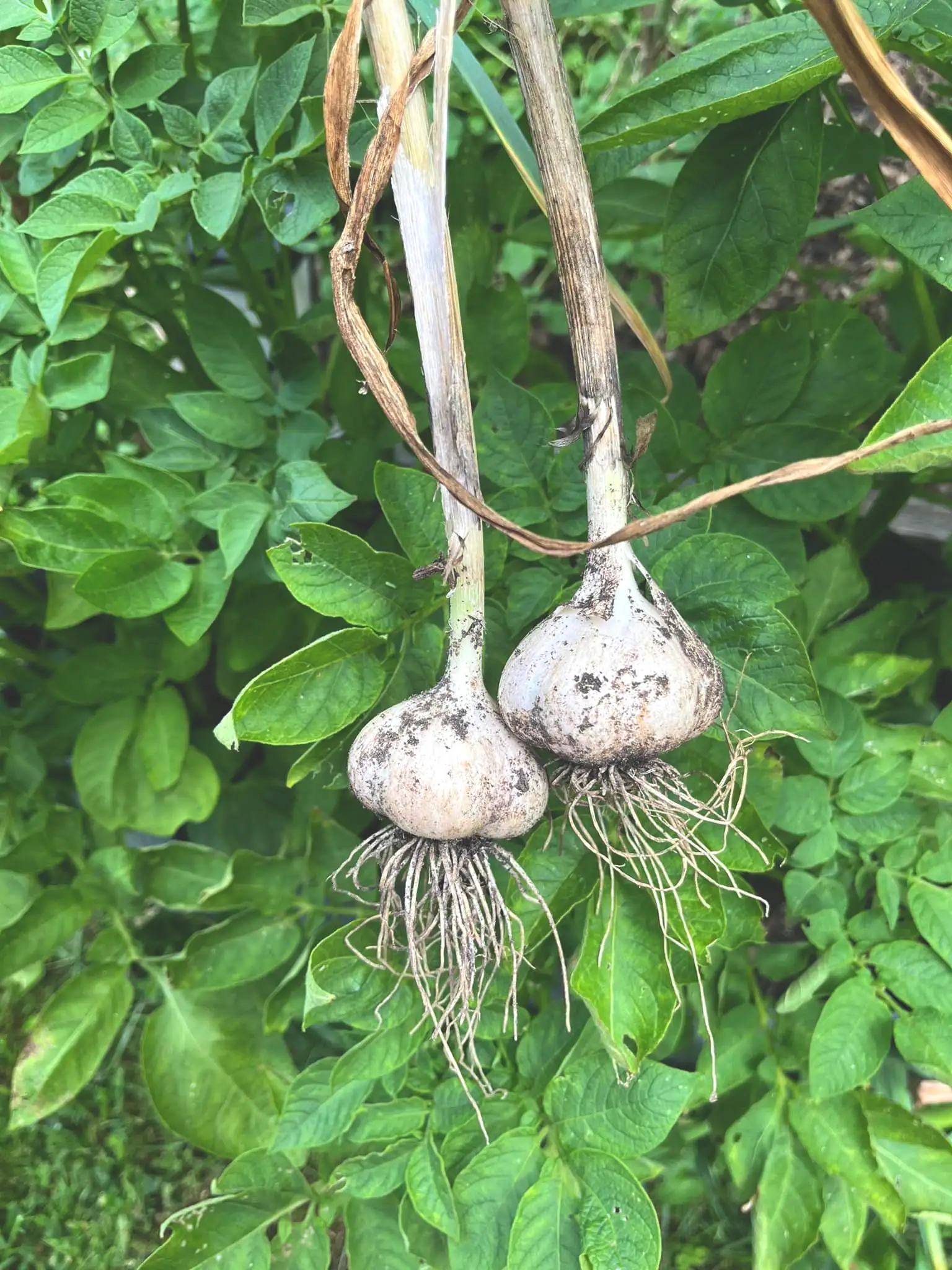 Garlic bulbs in the garden. Good tomato companion plants.