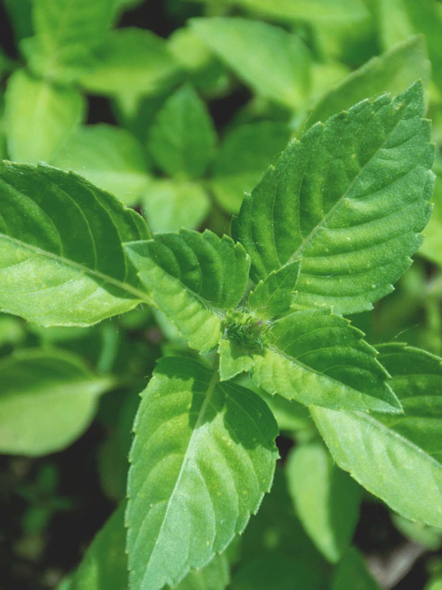 Holy basil growing in a medicinal garden