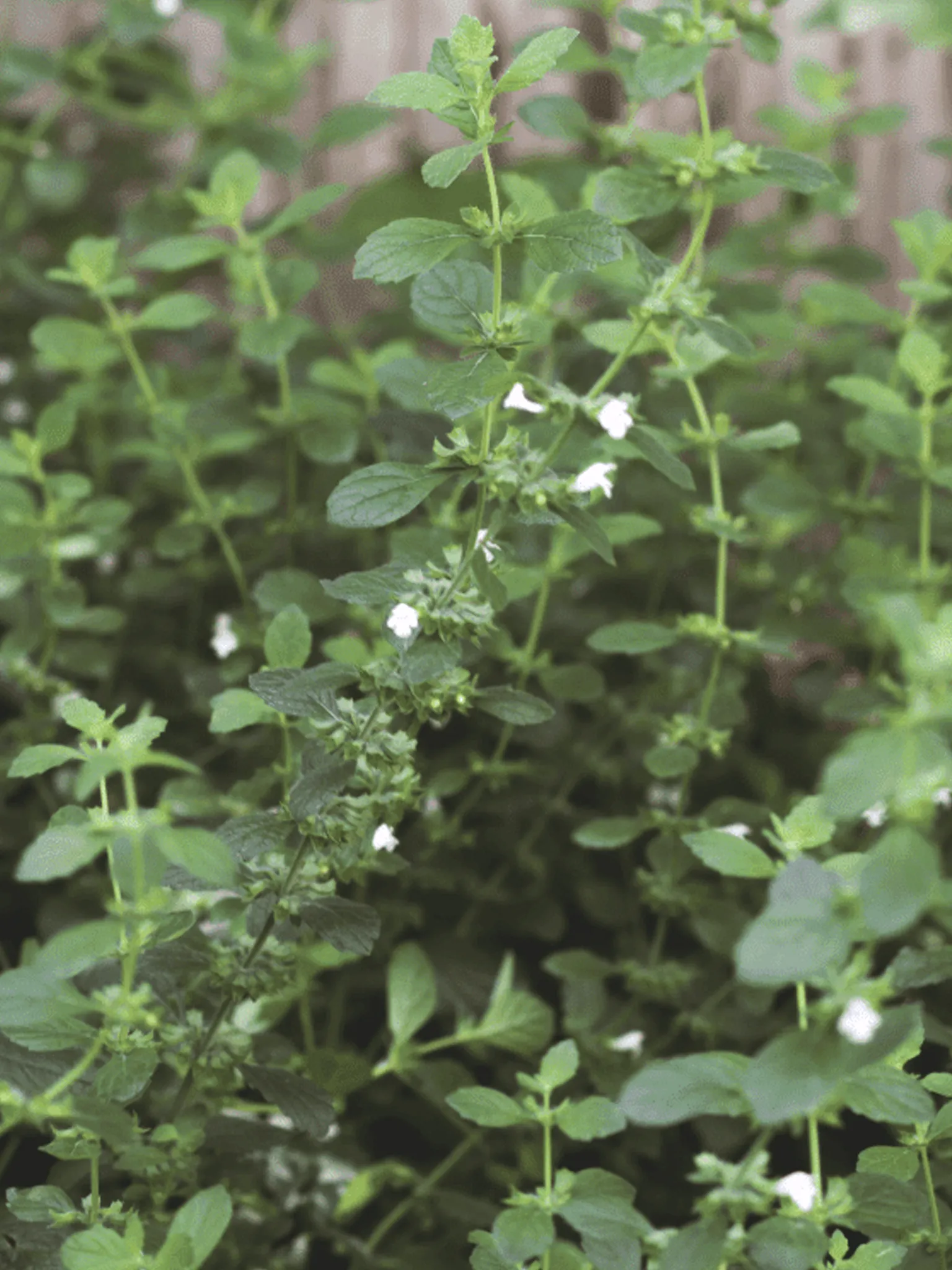 Lemon balm with white flowers in a garden