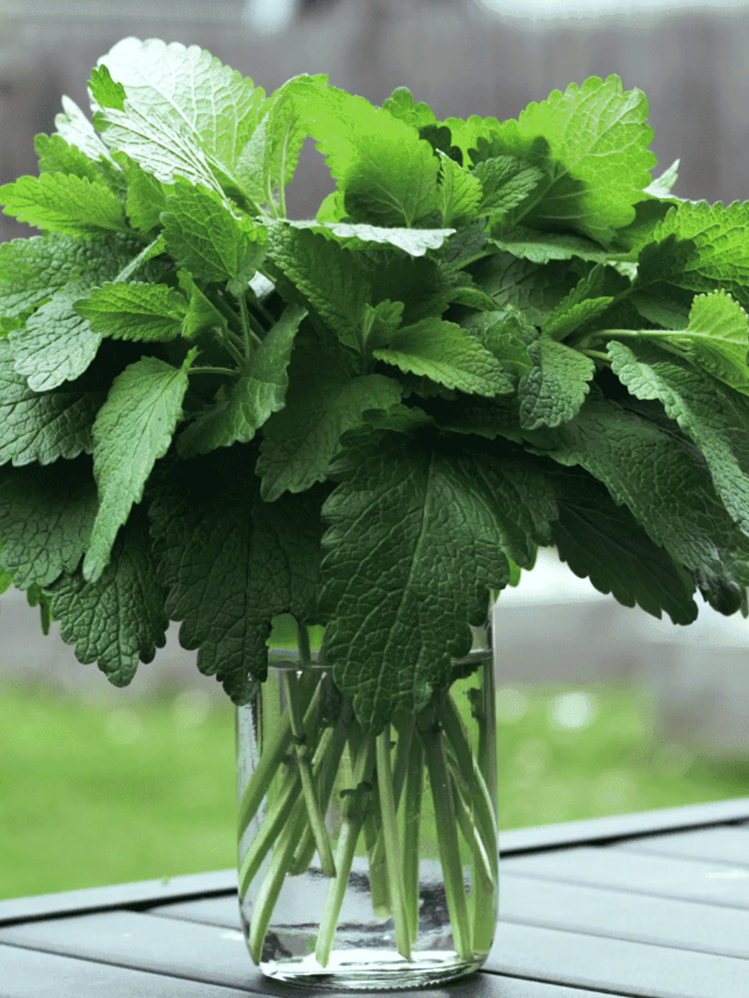 Fresh lemon balm leaves in a vase outside