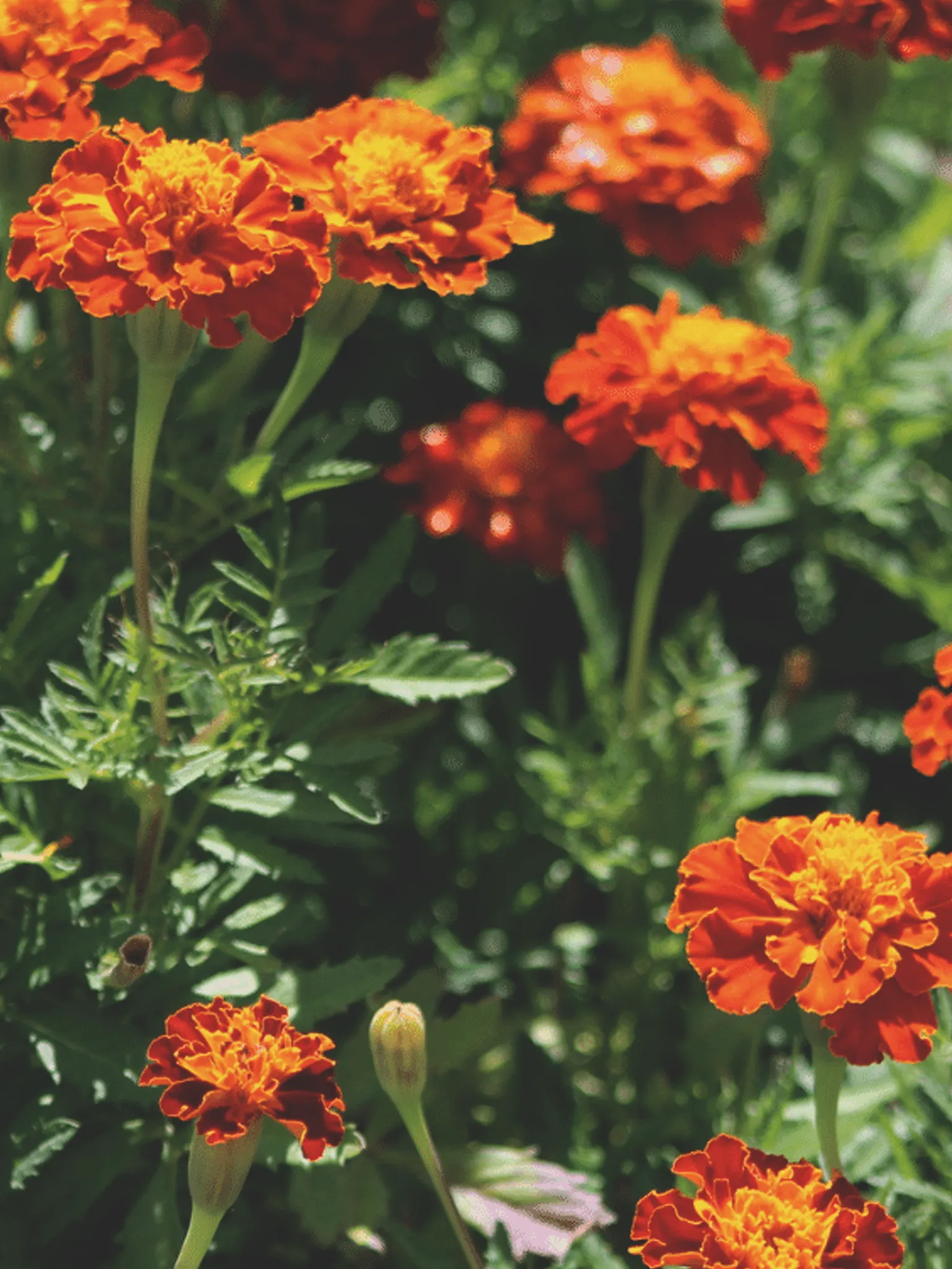 Orange marigold flowers up close in a garden.