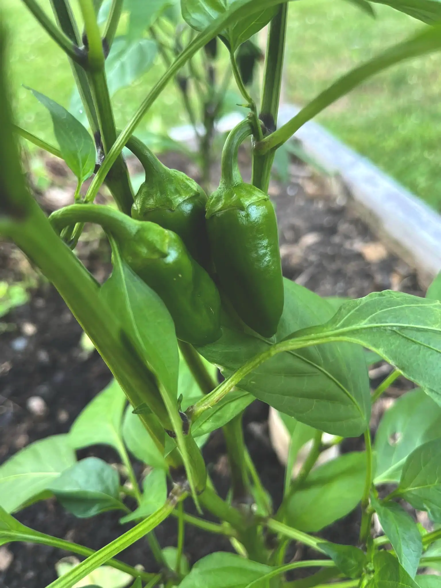 Peppers in vegetable garden