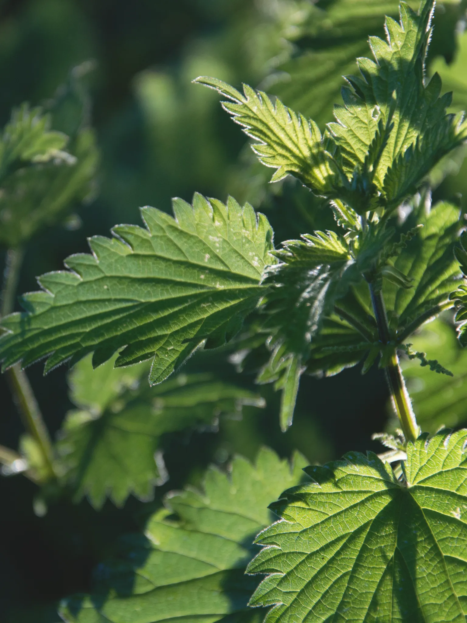 Stinging nettles in a garden