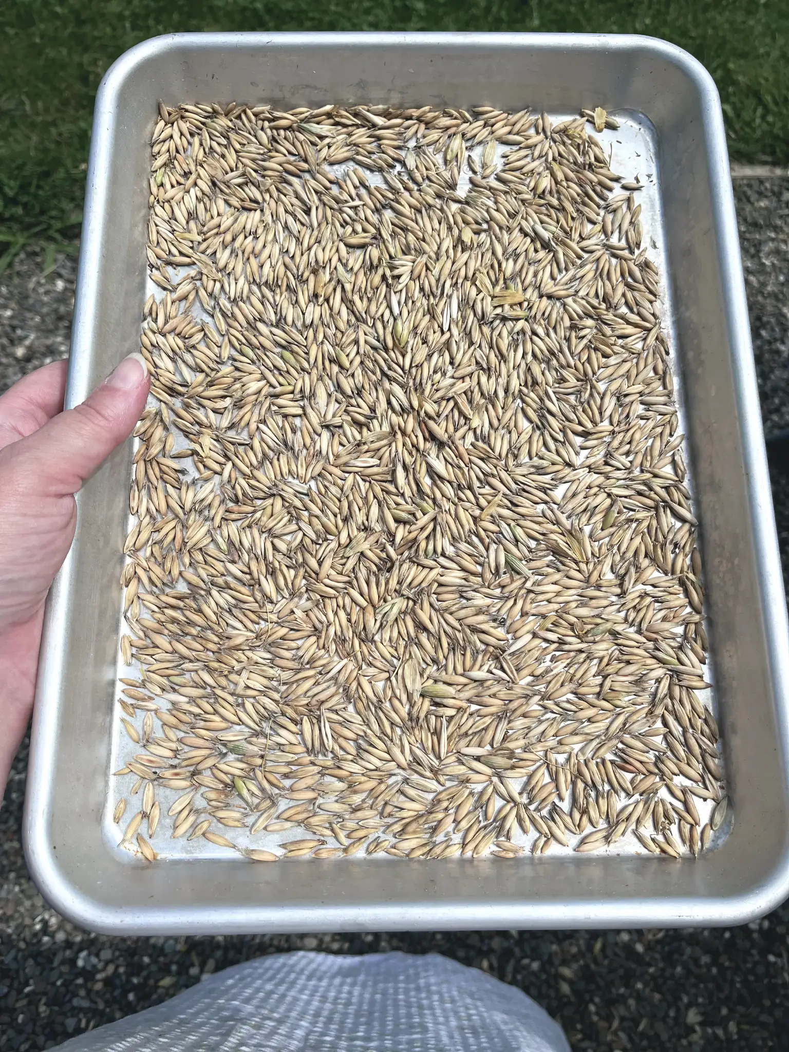 Oat seeds harvested from the garden