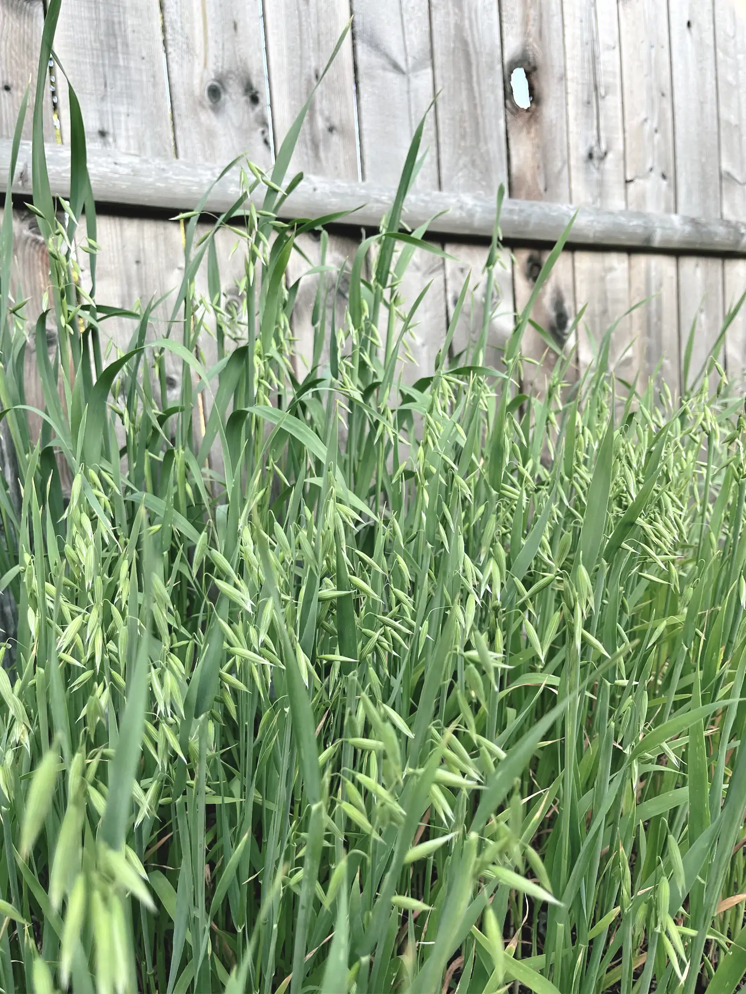 Oats growing in a garden