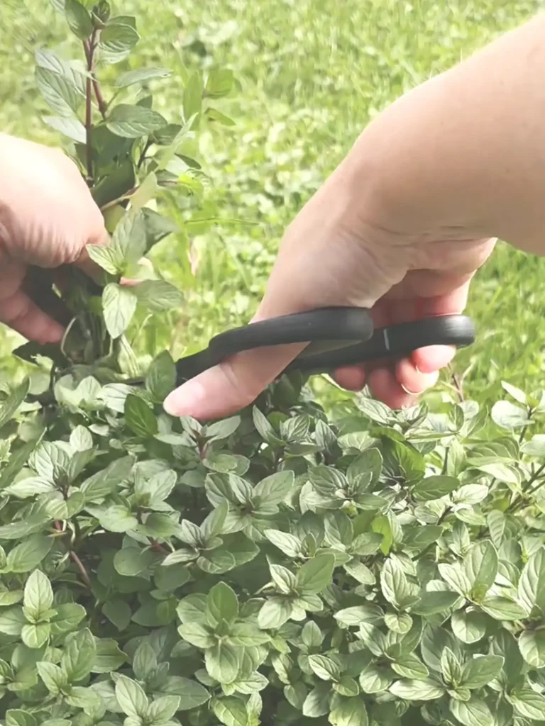 Harvesting peppermint for peppermint tea