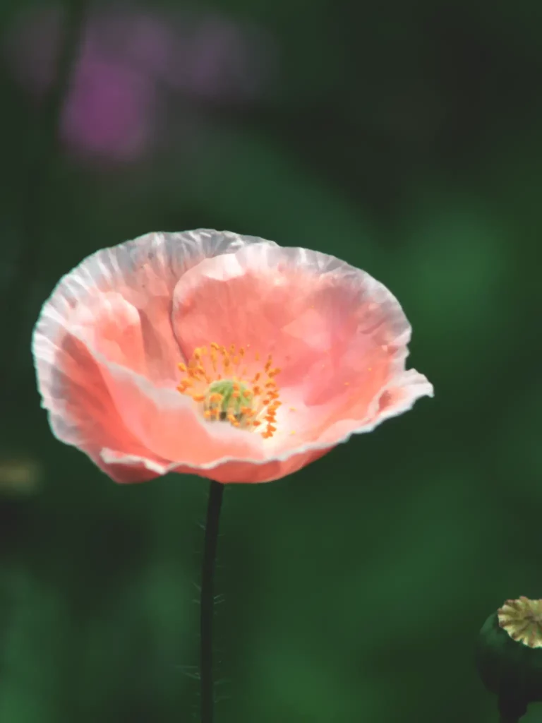 Pink poppy