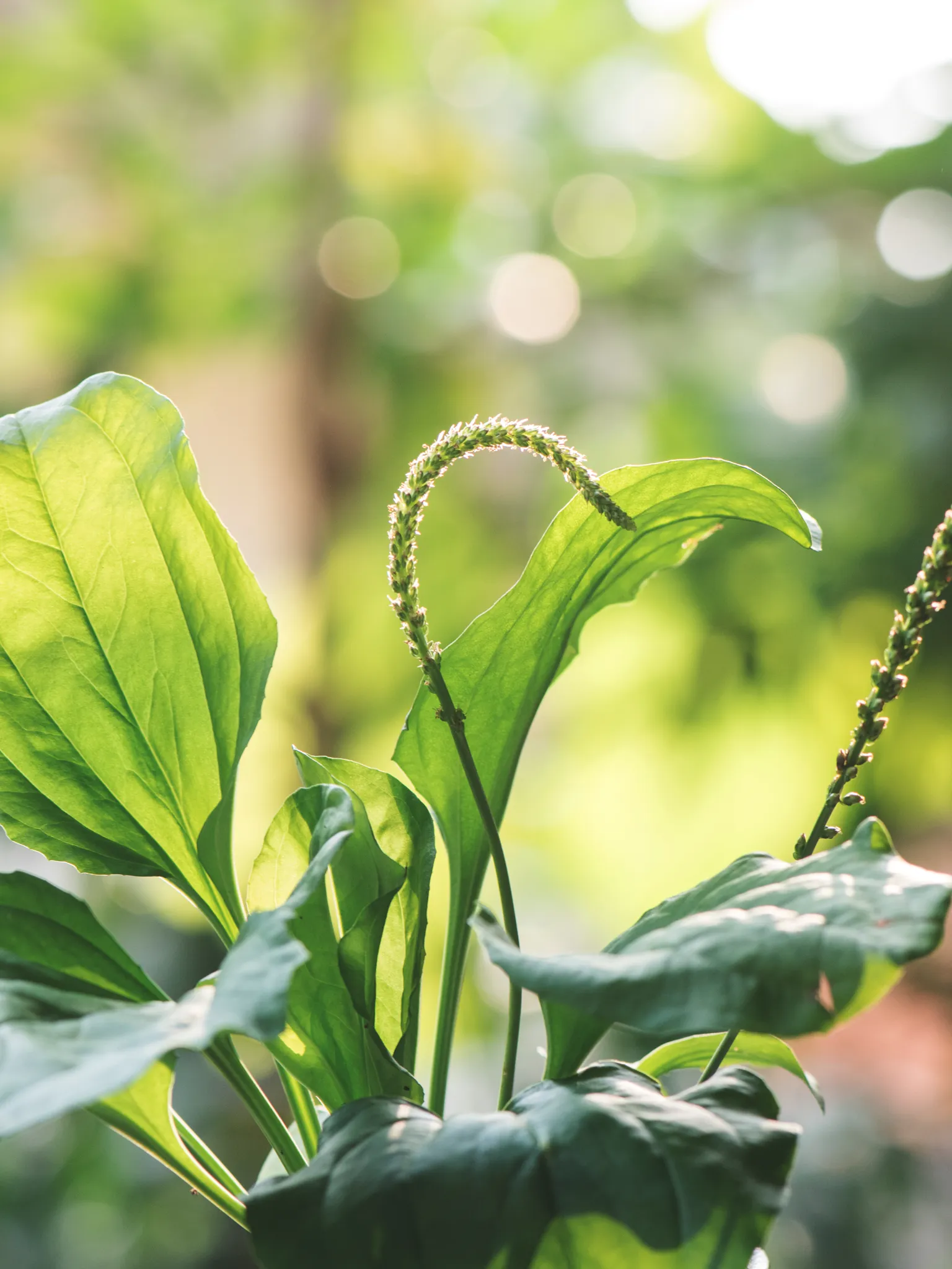 Close up of plantain in a garden