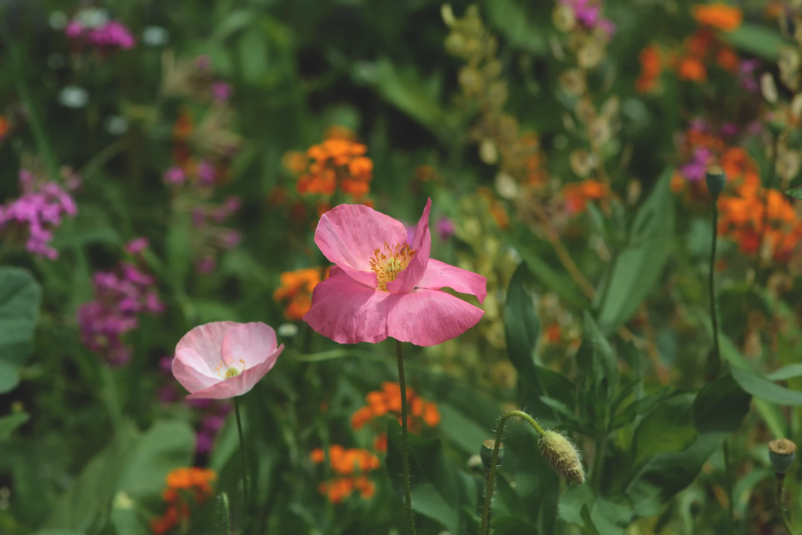 Pink poppy flowers in a flower garden