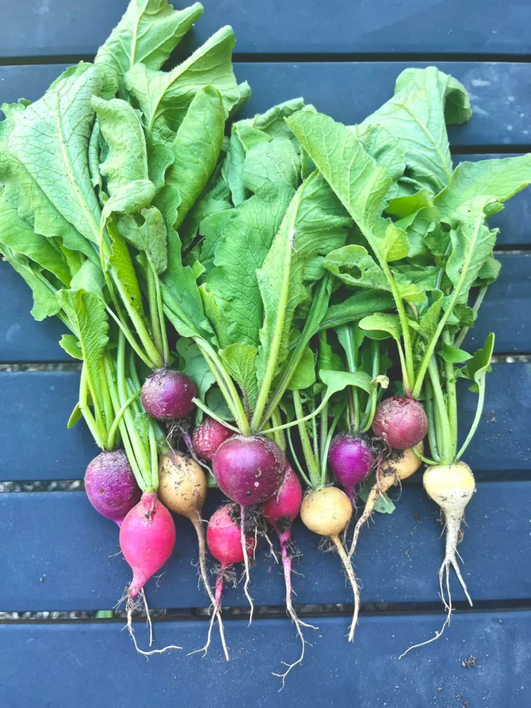 Radishes on a table. Good tomato companion plants.