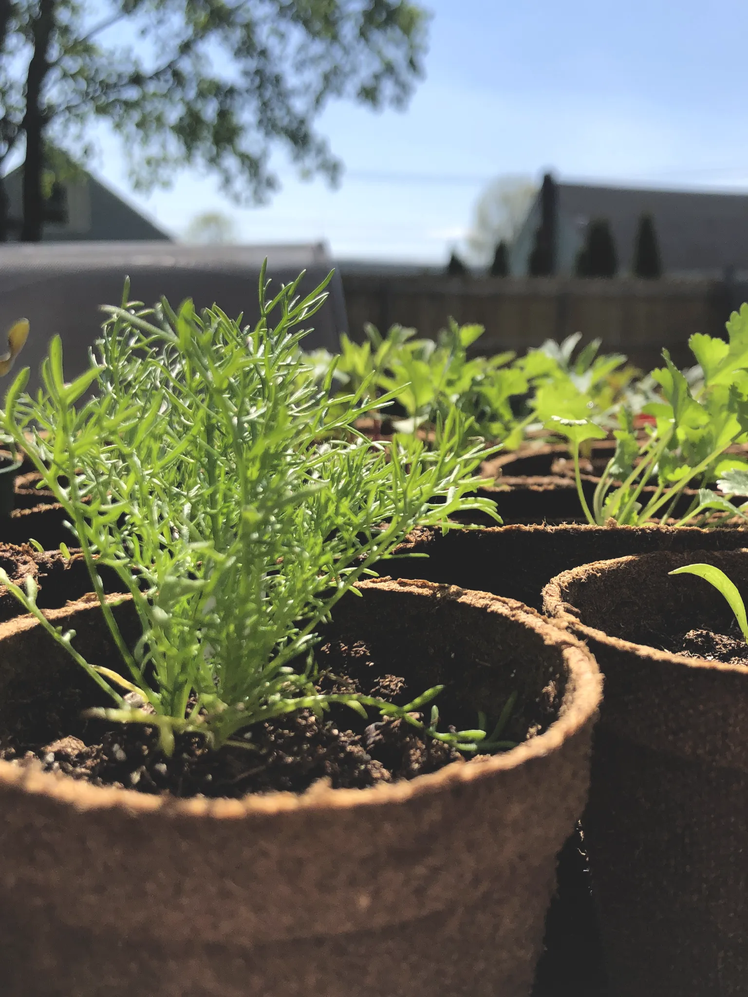 Close up of seedlings in peat pots