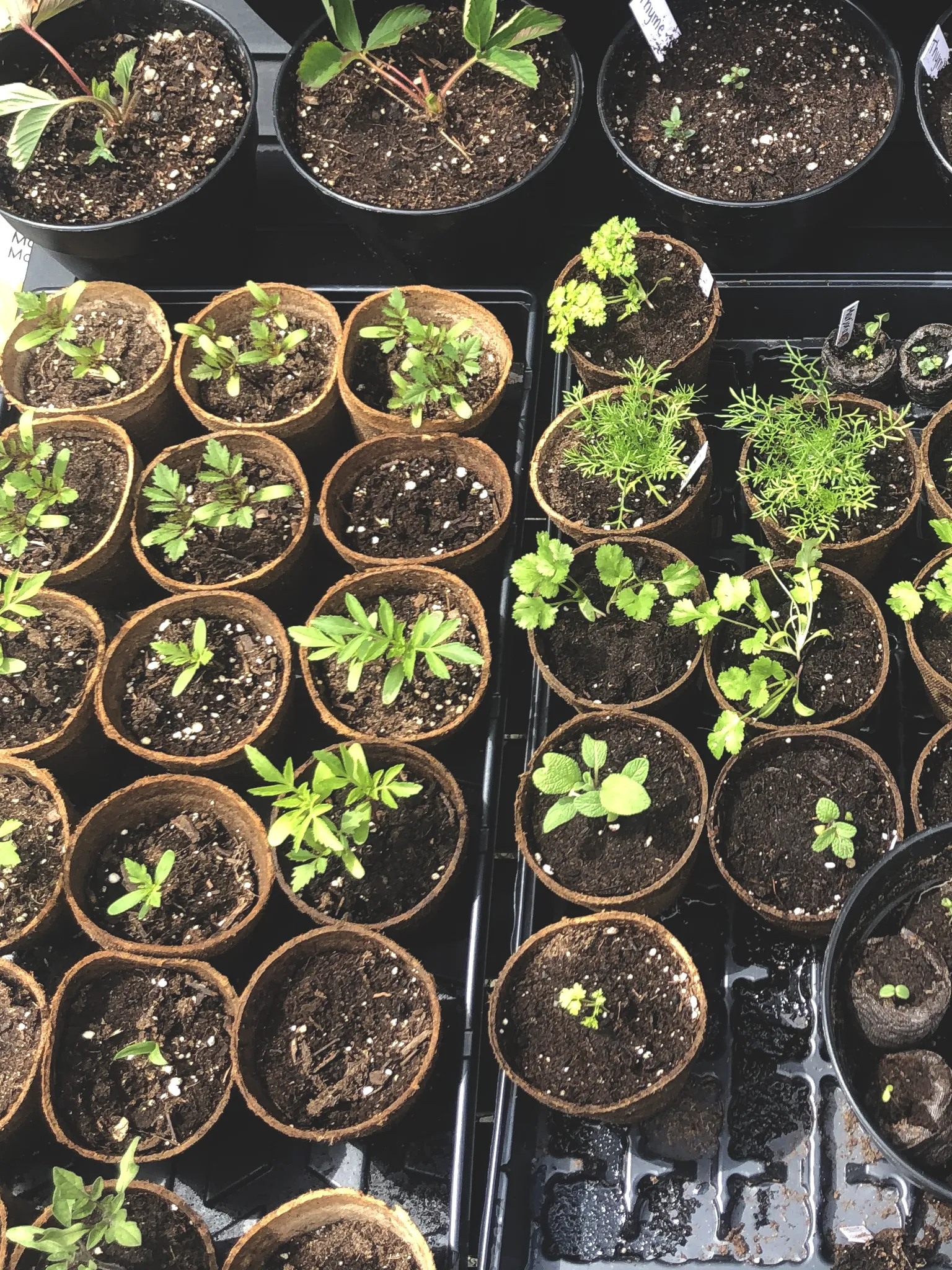 A table covered with pots of seedlings.