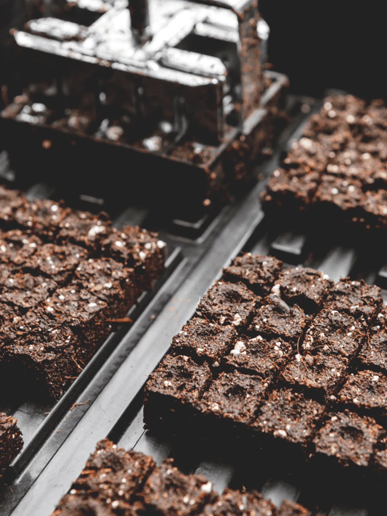 Soil blocks in a tray