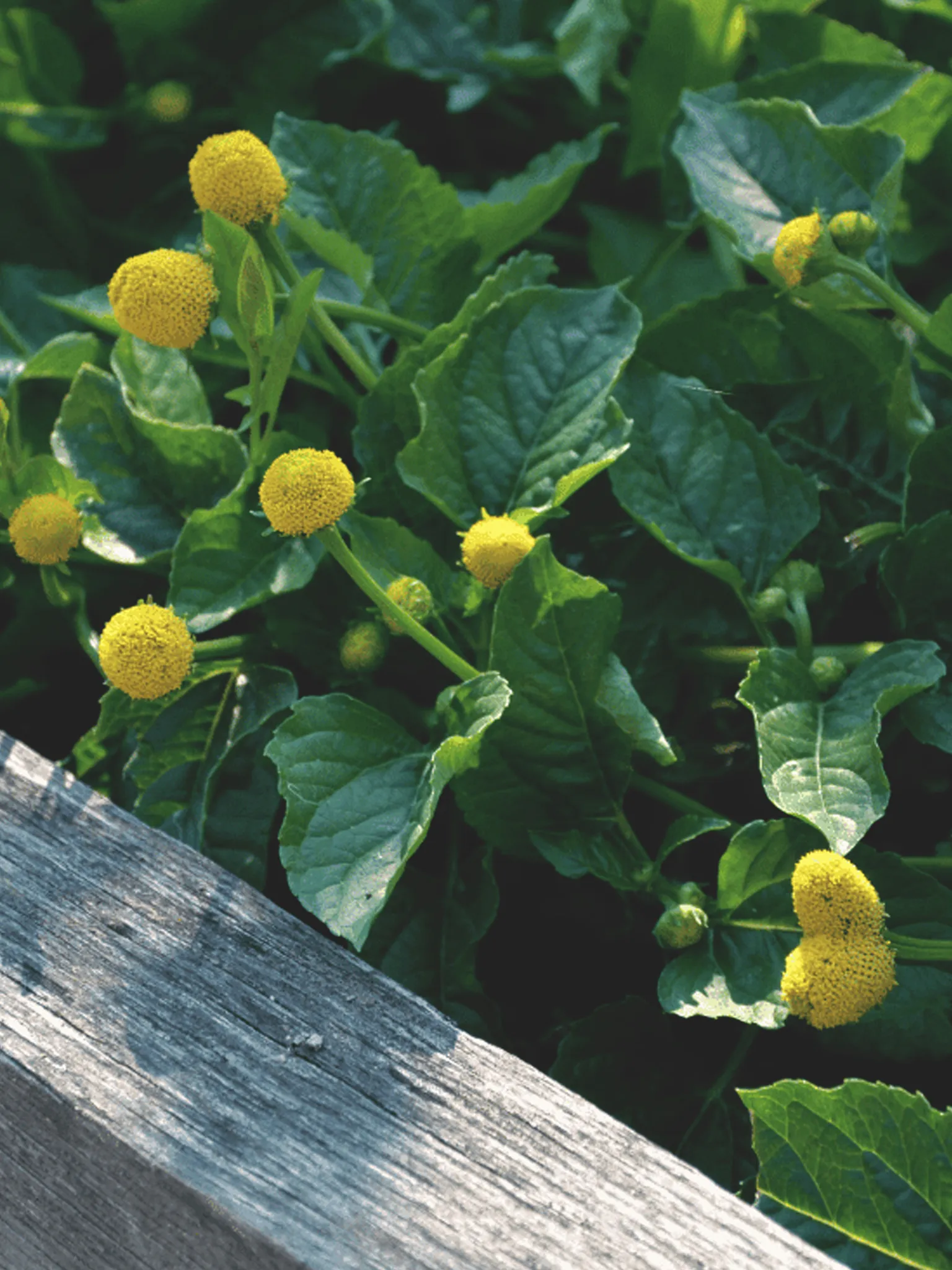 Spilanthes flowers growing in a medicinal garden.