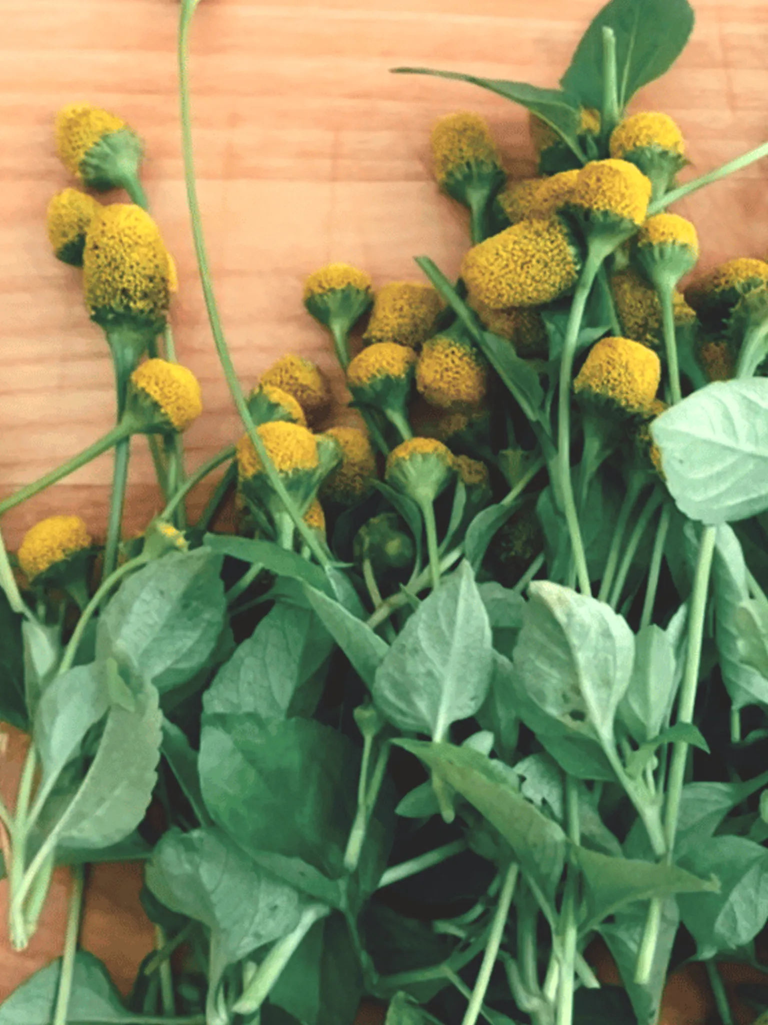 Spilanthes harvested and on a table