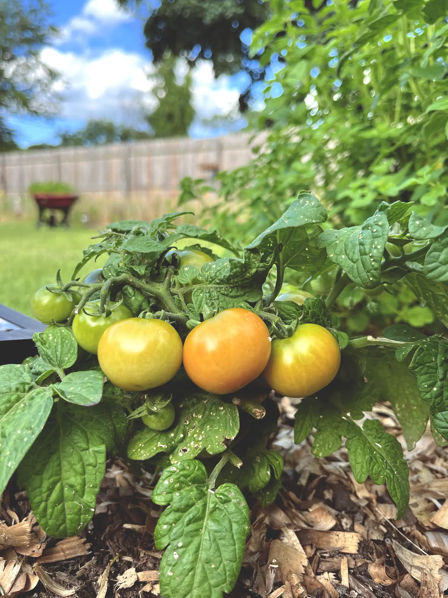 Tiny Tim tomatoes in a vegetable garden bed