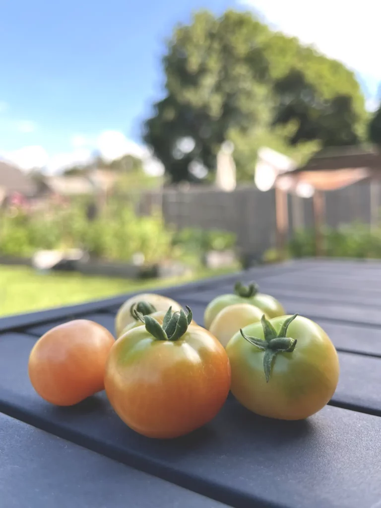 Cherry tomatoes on a black table