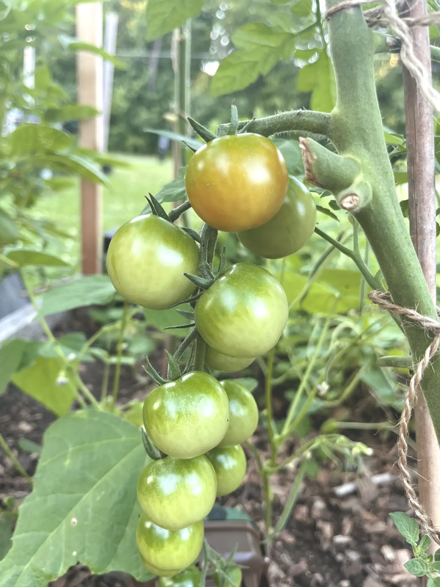 Cherry tomatoes on the vine