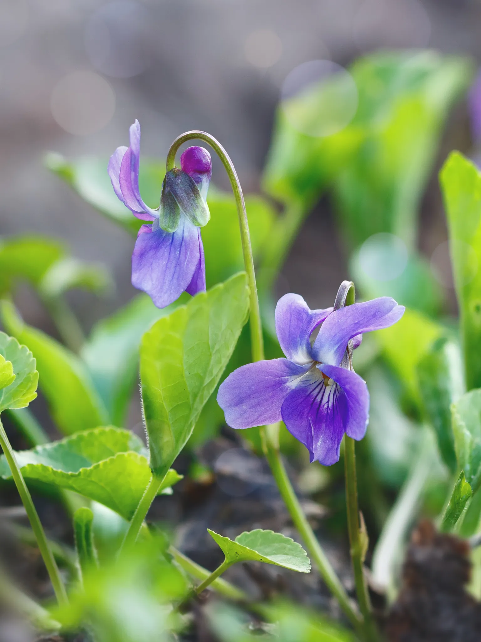 Close up of violets, a healing weed, in a garden. 