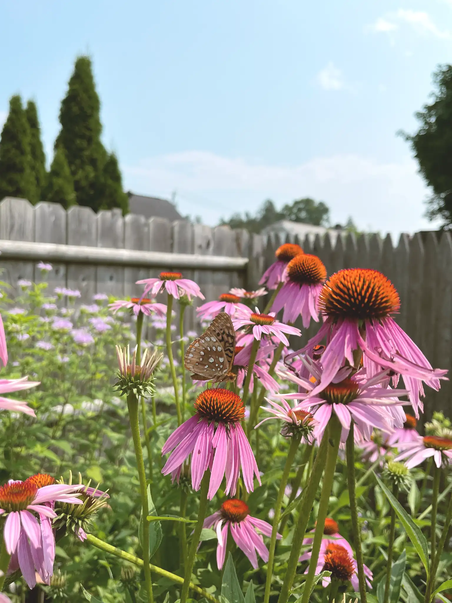 Echinacea flowers in a flower garden with butterfly