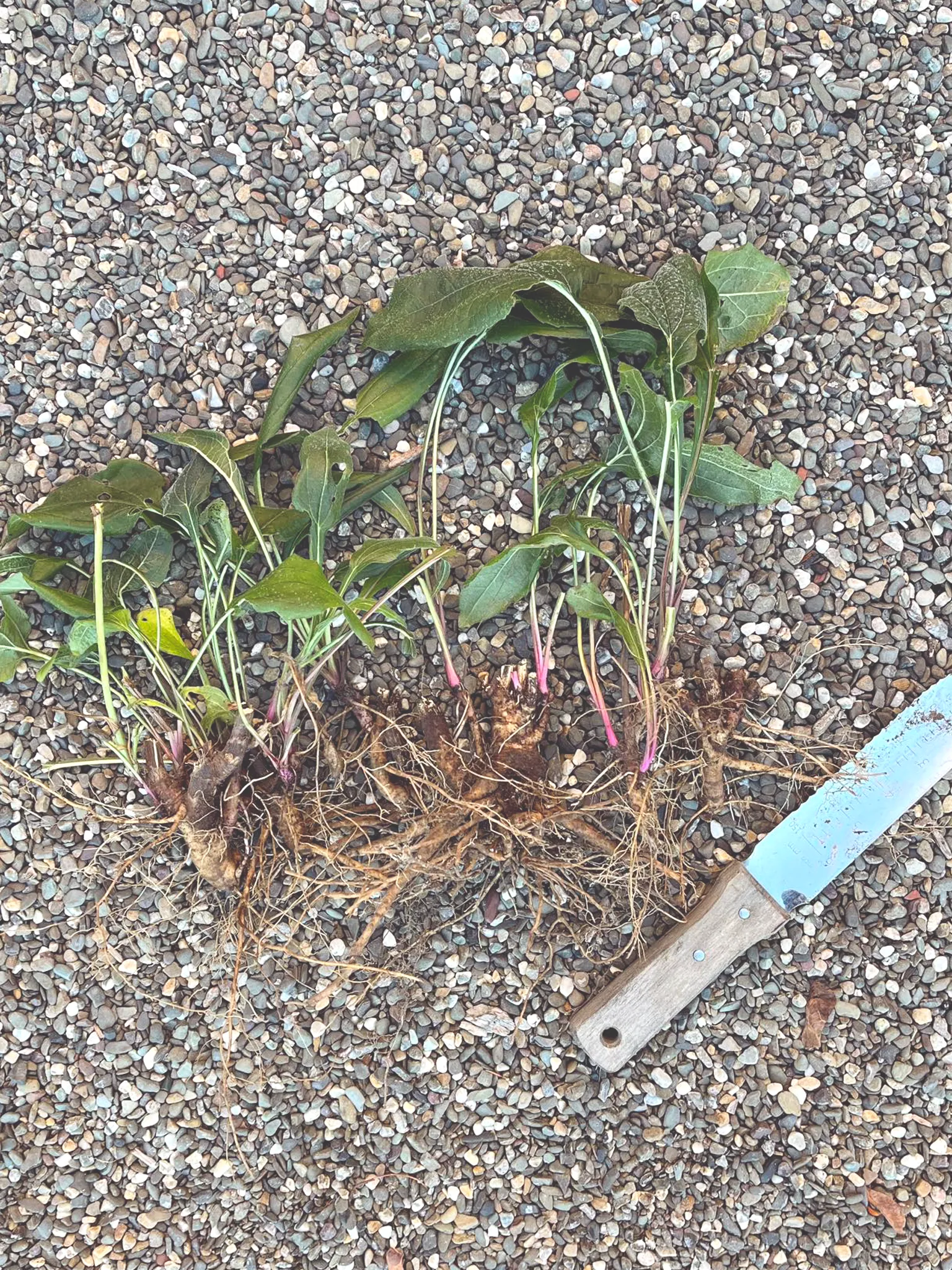 Echinacea roots harvested from the garden with a hori hori knife