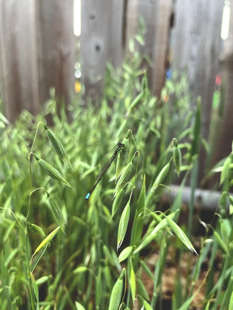 Oats growing in the garden with a damselfly