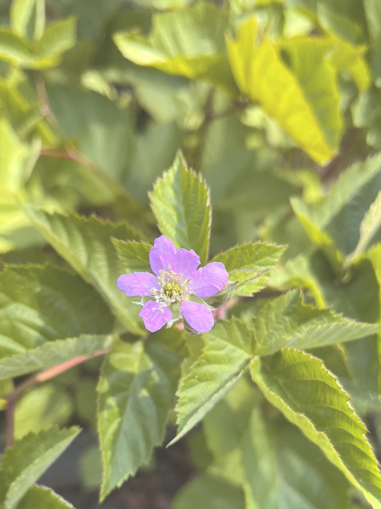 Close-up of a purple blackberry flower blooming on a blackberry bush.