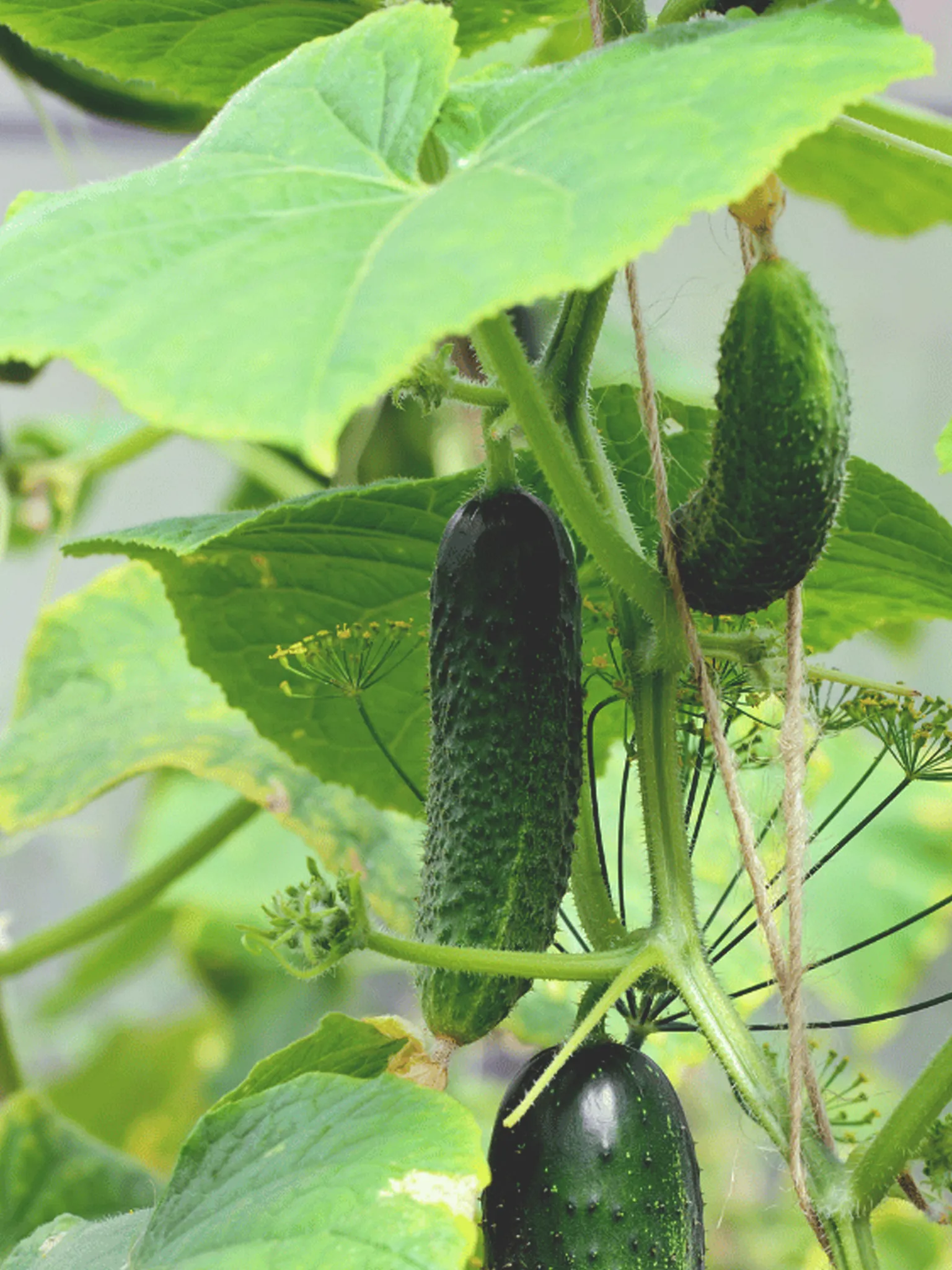 Cucumbers on the vine with dill in the background