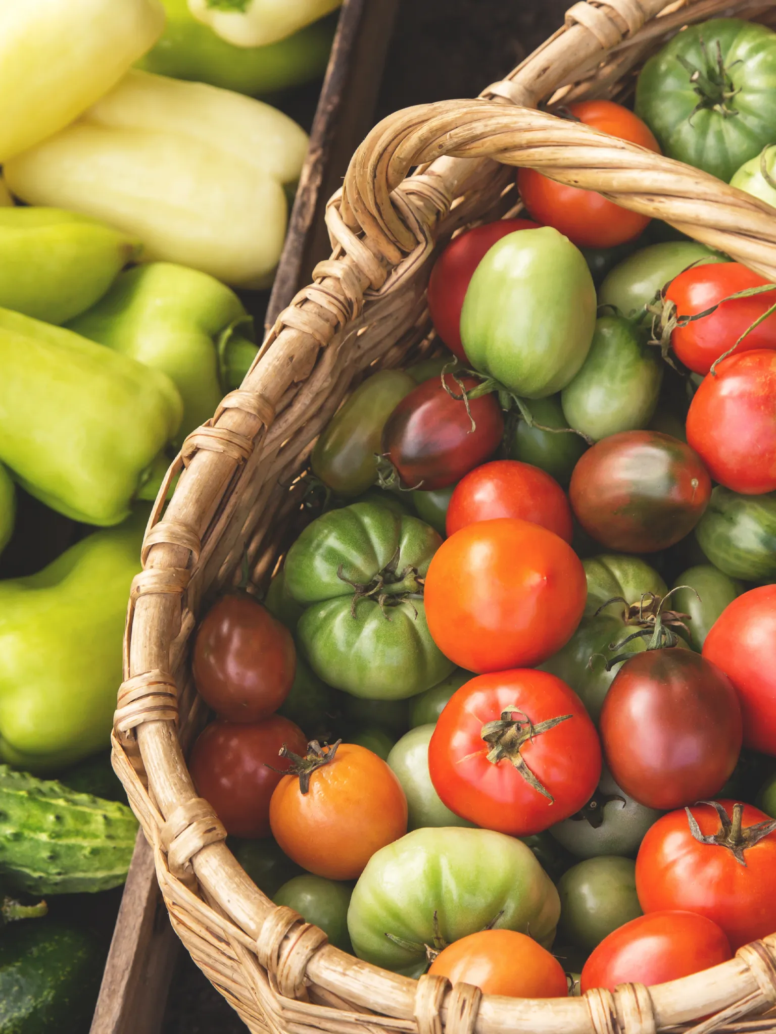 Harvested tomatoes in a basket surrounded by peppers and cucumbers